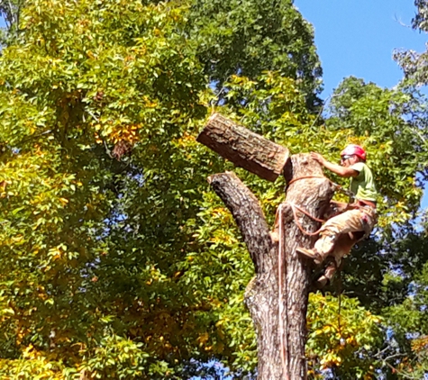 Superior Tree And Landscape - Morristown, TN