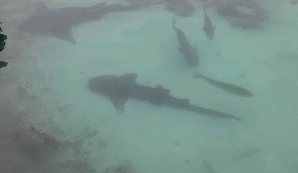 Florida Oceanographic Coastal Center - Stuart, FL