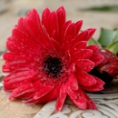 Myers & Smith Funeral Home & Chapel - Funeral Planning
