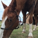 Three Oaks Equestrian Center