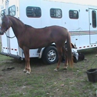 Serene Stables