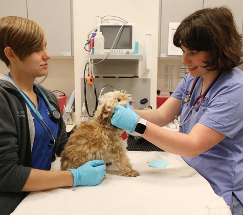 Seattle Veterinary Specialists - Kirkland, WA