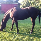 J's Eden Riding Stables