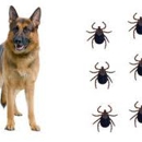 Witten Pest Control - Pest Control Services