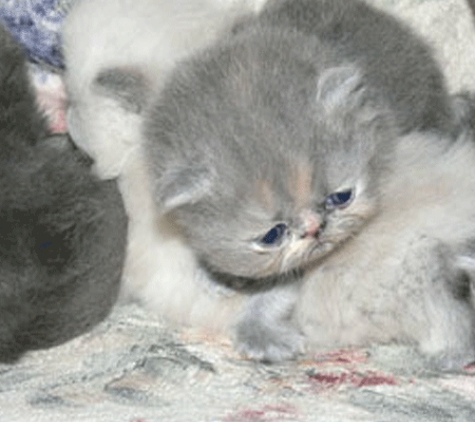 Canterbury Tails Boutique Boarding Cattery - Belgrave, VIC