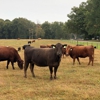 Tennessee Grass Fed Farm gallery