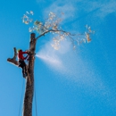 Northside Tree Professionals - Arborists