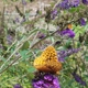 Dorothy Pecaut Nature Center