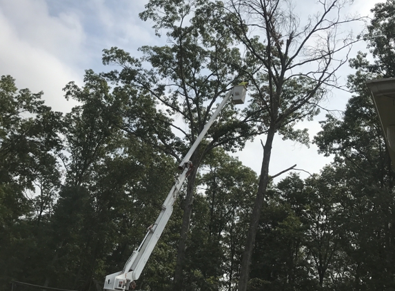 Case Tree Service - Spartanburg, SC