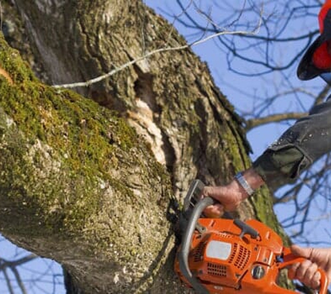 Action Tree Care - Santa Barbara, CA