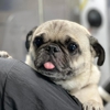 Fluffy Pet Wash Mobile Dog Grooming gallery