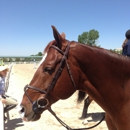 Serenity Farm Show Stables - Horse Dealers