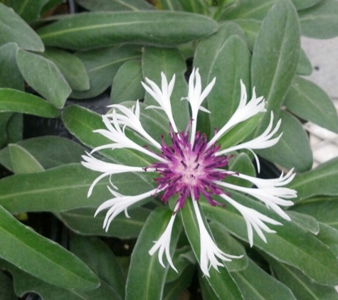 Campbell's Greenhouses - North Branch, MI