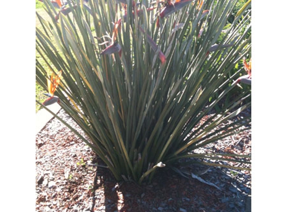 Robert's Home & Garden Maintenance - Wyreema, QLD
