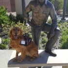 Dog Training Elite Salt Lake City
