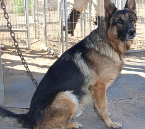 German Shepherd Breeder - Torrance, CA. TJ