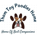 Thom Toy Poodles Home - Pet Breeders