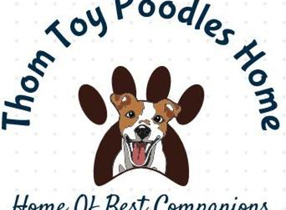 Thom Toy Poodles Home - Omaha, NE