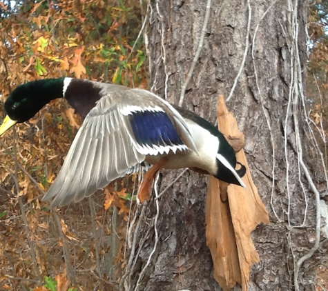 Island Taxidermy - Roper, NC