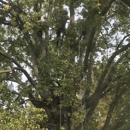 Andersen Tree Specialists - Arborists