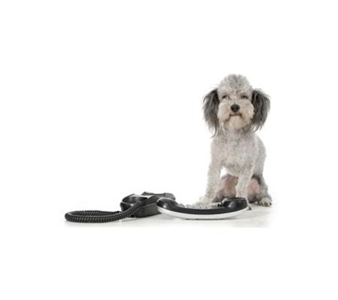 4 Paws Veterinarians - Kirwan, QLD