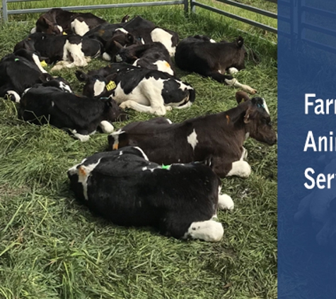 Meander Valley Veterinary Service - Westbury, TAS. Farm Animal Services
