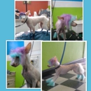 Dogg Pawz Salon - Pet Services