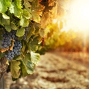 Napa Valley - Wine Tour - Sightseeing Tours