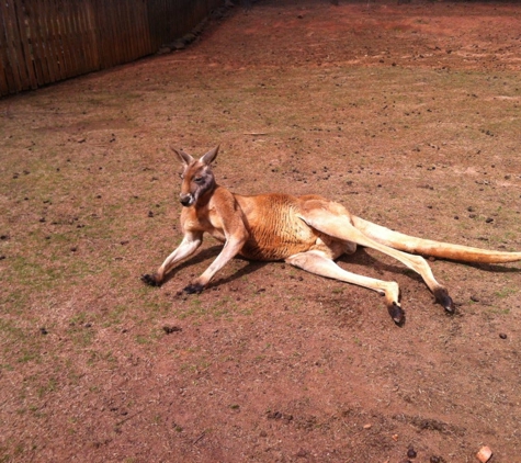 Wild Animal Safari - Pine Mountain, GA