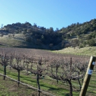 Souza Family Vineyard