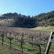 Souza Family Vineyard