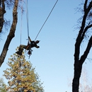 Community Tree LLC - Tree Service