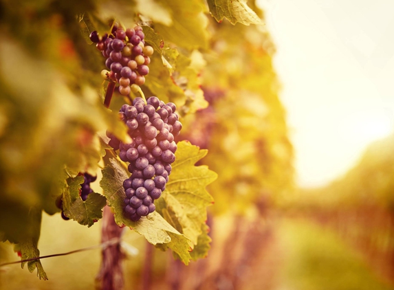 Valley Vineyard Tours - Newberg, OR