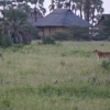 Ombeni African Safaris gallery