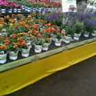 Cornelius Nurseries Inc