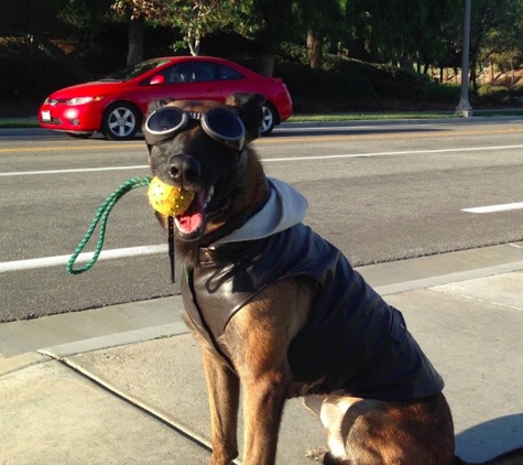 Intelligent K9 Training - San Diego, CA