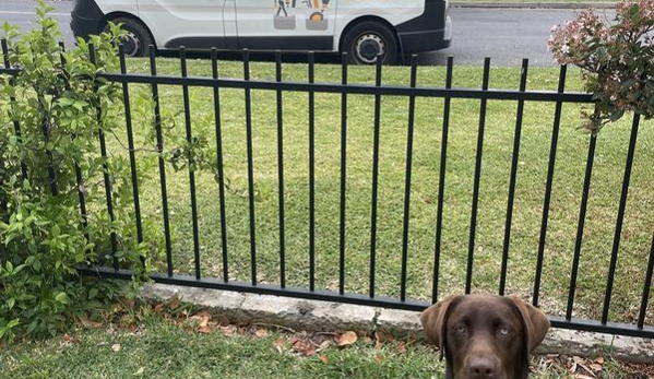 Pete Can Do It - Adamstown, NSW. Dog approves of Pete Can Do It