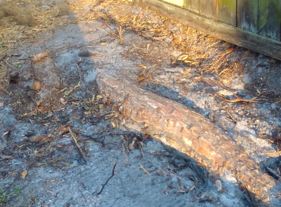 Anthony Smith Tree Service and Lawn Care - Saint Augustine, FL. Huge root  that never got removed -SUPPSED to be removed also!!