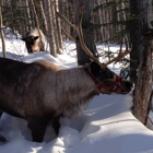 Running Reindeer Ranch