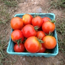 Waltham Fields Community Farm - Farms