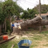 CHICO TREE SERVICE gallery