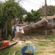 CHICO TREE SERVICE