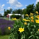 Purple Rain Lavender Farm