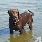 Sagebrush Labradors