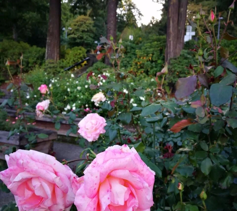 International Rose Test Garden - Portland, OR