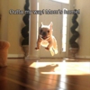 Doggone Cute Mobile Pet Grooming gallery