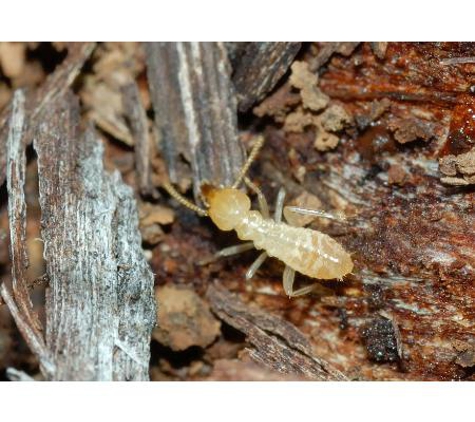 Advanced Pest Control Wollongong - Albion Park Rail, NSW
