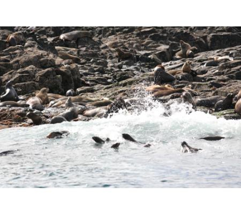 Wildlife Coast Cruises - Cowes, VIC