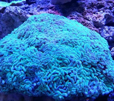 FishGeeks - Mechanicsburg, PA. Hammer coral