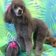 Pawfect Dog Grooming & Boarding